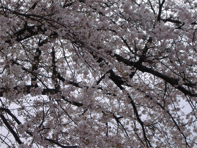 足羽川の桜